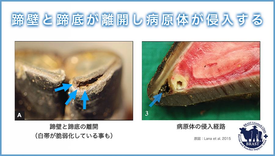 獣医コラム/肢蹄病の原因と予防(13)- 蹄の病気について