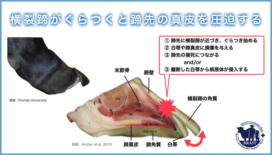 獣医コラム/肢蹄病の原因と予防(13)- 蹄の病気について