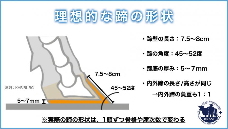 獣医コラム/肢蹄病の原因と予防(17)- 蹄の病気について