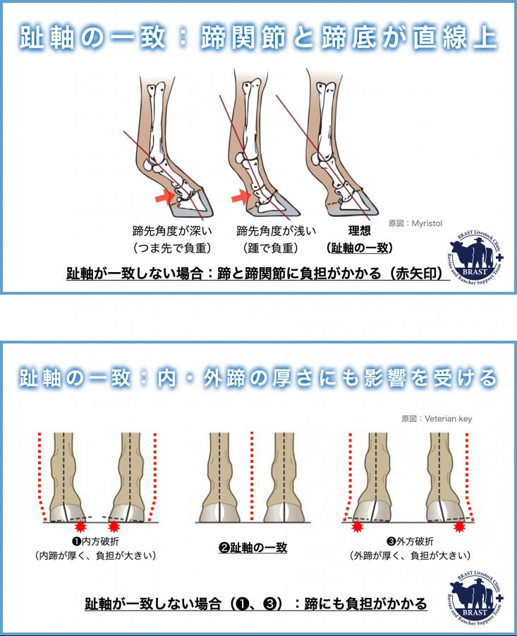 獣医コラム/肢蹄病の原因と予防(17)- 蹄の病気について