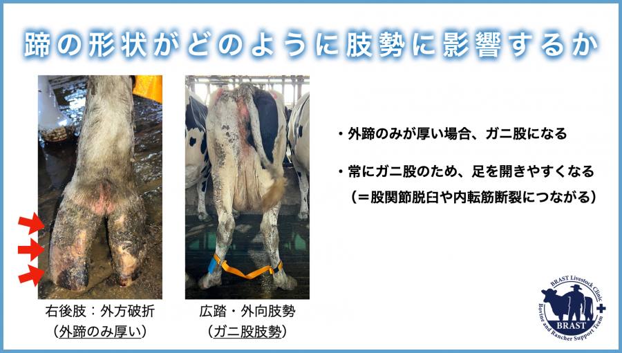 獣医コラム/肢蹄病の原因と予防(17)- 蹄の病気について