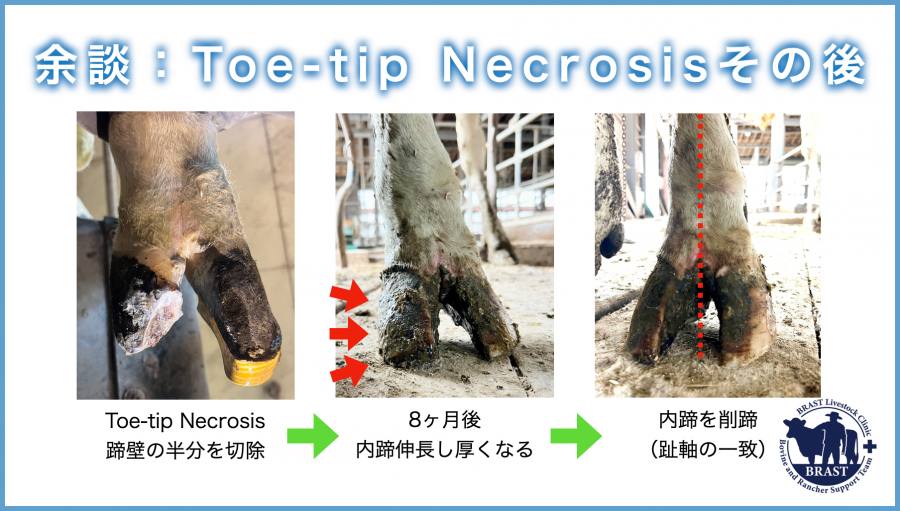 獣医コラム/肢蹄病の原因と予防(17)- 蹄の病気について